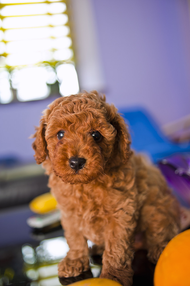 猫咪怀孕后爱叫了:揭秘孕期猫咪的异常行为
